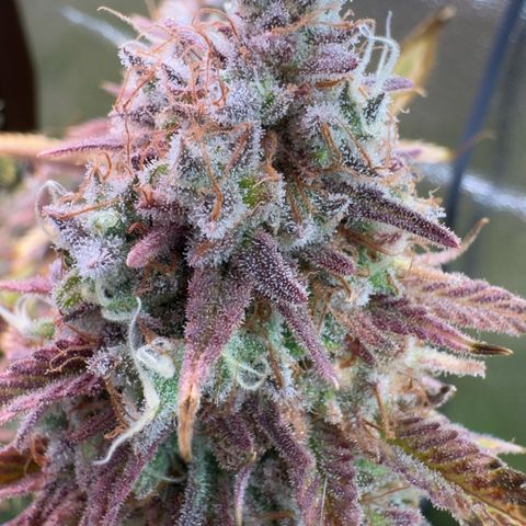 Scrogbomb #1 growlog timeline photo