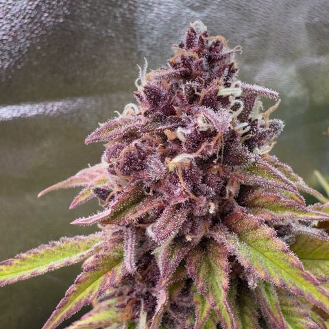 Scrogbomb #1 growlog timeline photo