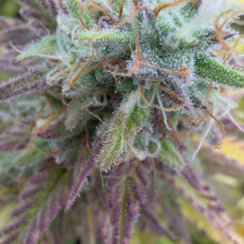 Scrogbomb #1 growlog timeline photo