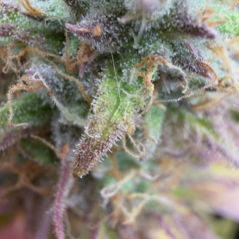 Scrogbomb #1 growlog timeline photo