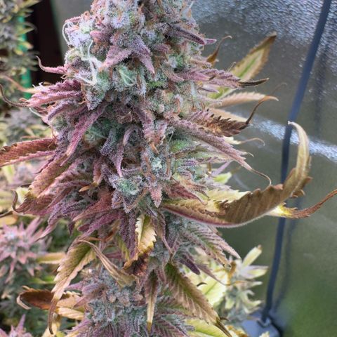 Scrogbomb #1 growlog timeline photo