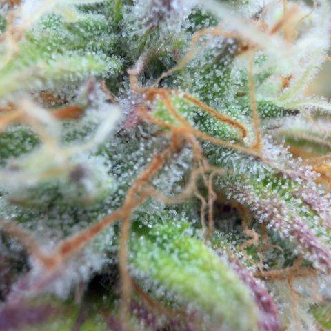 Scrogbomb #1 growlog timeline photo