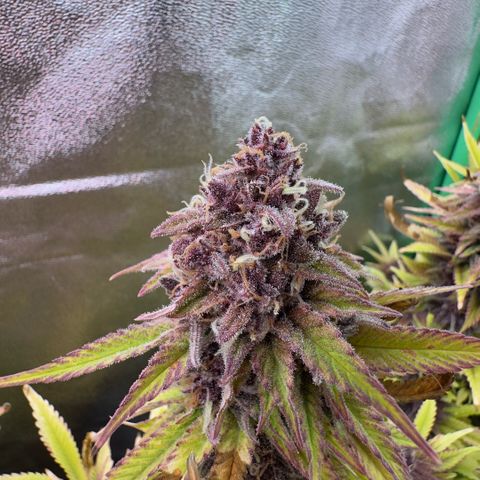 Scrogbomb #1 growlog timeline photo