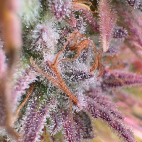 Scrogbomb #1 growlog timeline photo