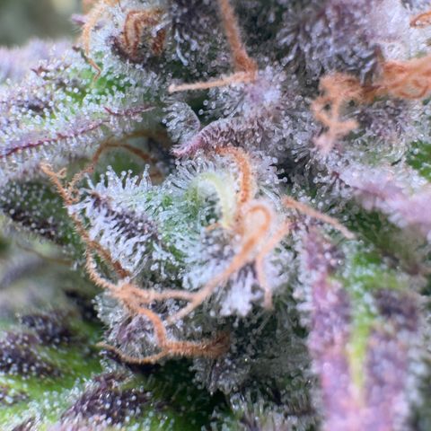 Scrogbomb #1 growlog timeline photo