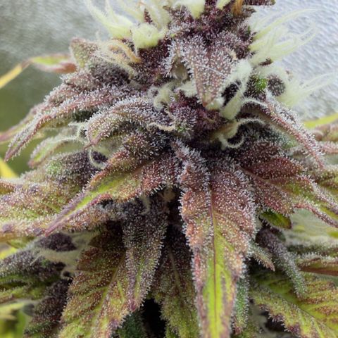 Scrogbomb #1 growlog timeline photo