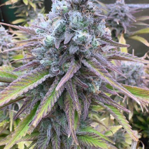Scrogbomb #1 growlog timeline photo