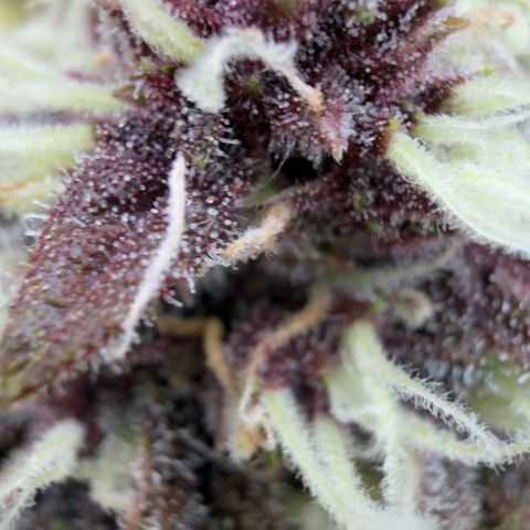 Scrogbomb #1 growlog timeline photo