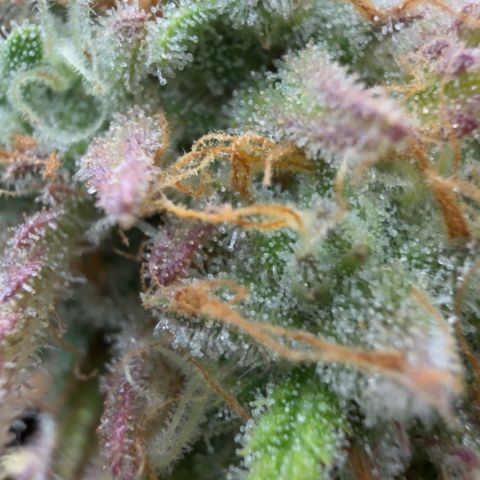 Scrogbomb #1 growlog timeline photo