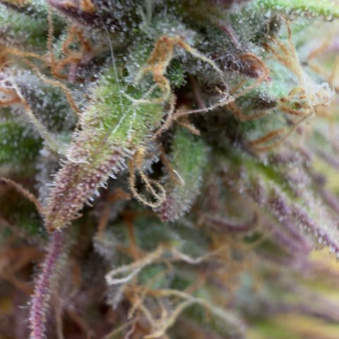 Scrogbomb #1 growlog timeline photo
