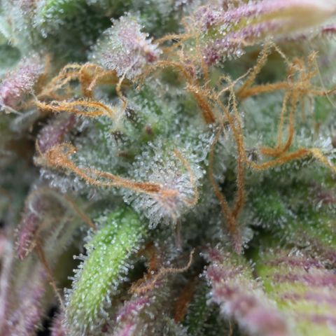Scrogbomb #1 growlog timeline photo