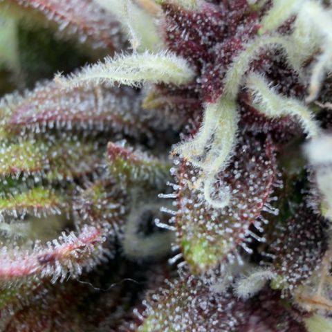 Scrogbomb #1 growlog timeline photo