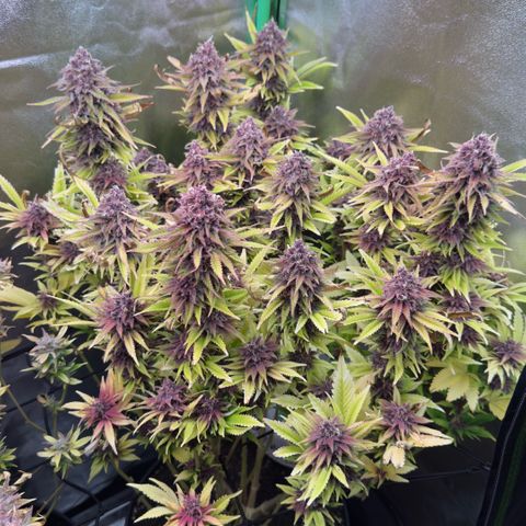 Scrogbomb #1 growlog timeline photo