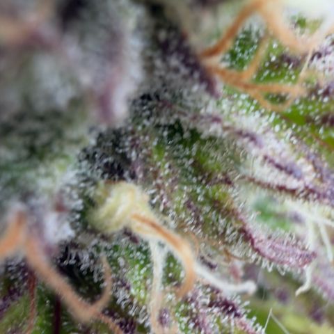 Scrogbomb #1 growlog timeline photo
