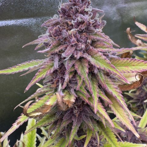 Scrogbomb #1 growlog timeline photo