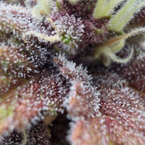 Scrogbomb #1 growlog timeline photo