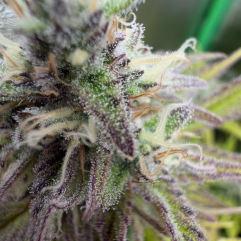 Scrogbomb #1 growlog timeline photo