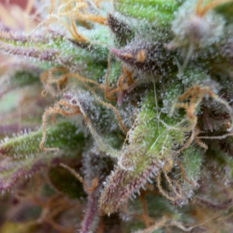 Scrogbomb #1 growlog timeline photo