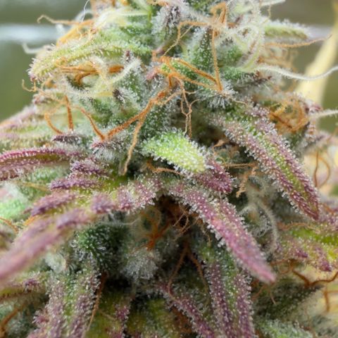 Scrogbomb #1 growlog timeline photo