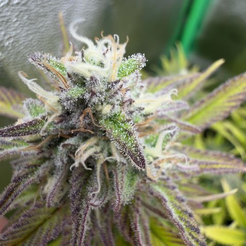 Scrogbomb #1 growlog timeline photo
