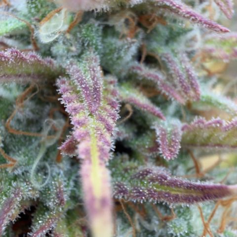 Scrogbomb #1 growlog timeline photo