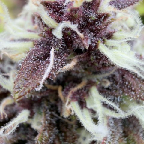 Scrogbomb #1 growlog timeline photo