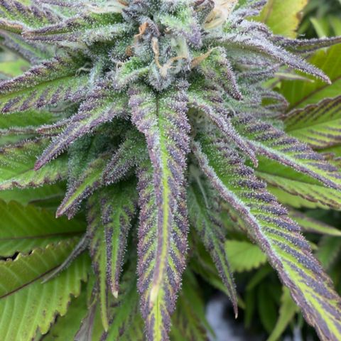 Scrogbomb #1 growlog timeline photo