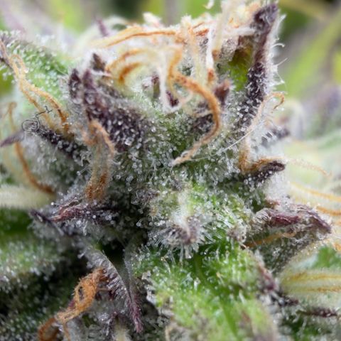 Scrogbomb #1 growlog timeline photo