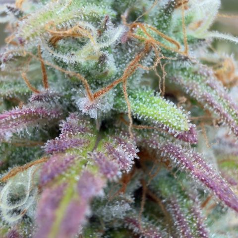 Scrogbomb #1 growlog timeline photo