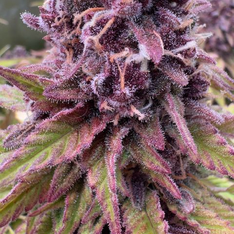 Scrogbomb #1 growlog timeline photo