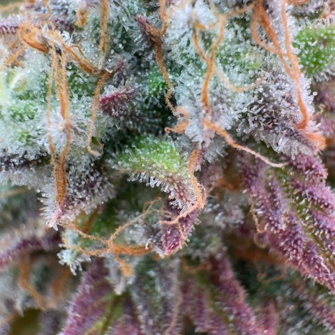 Scrogbomb #1 growlog timeline photo