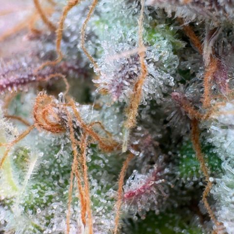 Scrogbomb #1 growlog timeline photo