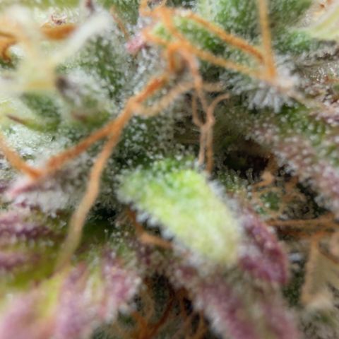 Scrogbomb #1 growlog timeline photo