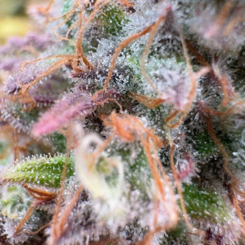 Scrogbomb #1 growlog timeline photo