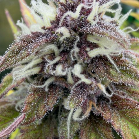 Scrogbomb #1 growlog timeline photo