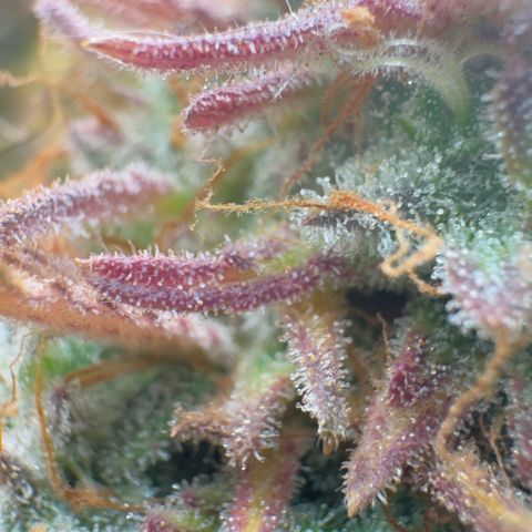 Scrogbomb #1 growlog timeline photo