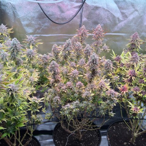 Scrogbomb #1 growlog timeline photo
