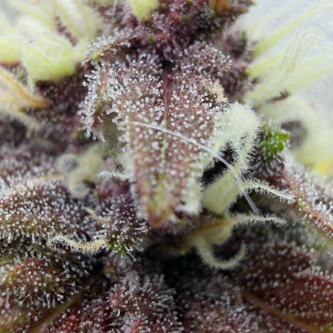 Scrogbomb #1 growlog timeline photo