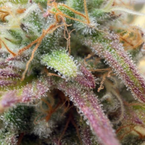Scrogbomb #1 growlog timeline photo