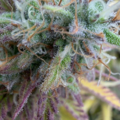 Scrogbomb #1 growlog timeline photo