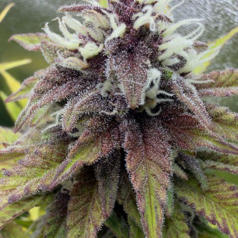 Scrogbomb #1 growlog timeline photo