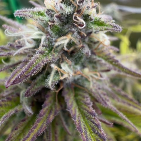 Scrogbomb #1 growlog timeline photo
