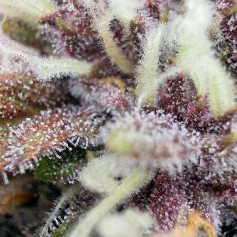 Scrogbomb #1 growlog timeline photo