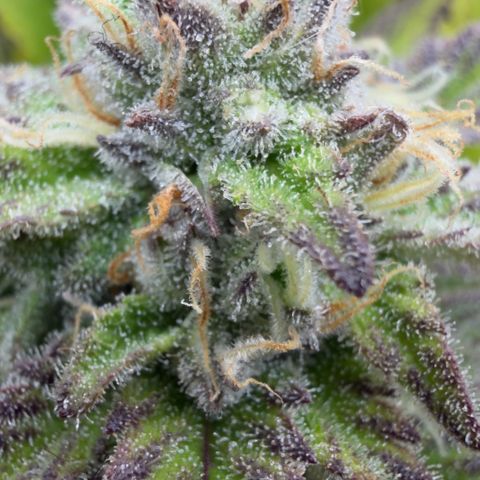 Scrogbomb #1 growlog timeline photo