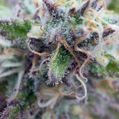 Scrogbomb #1 growlog timeline photo