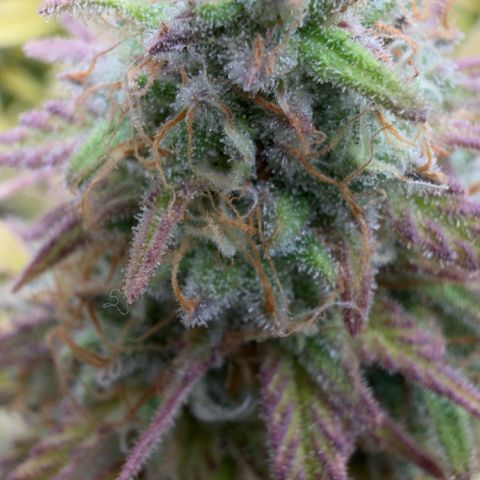 Scrogbomb #1 growlog timeline photo