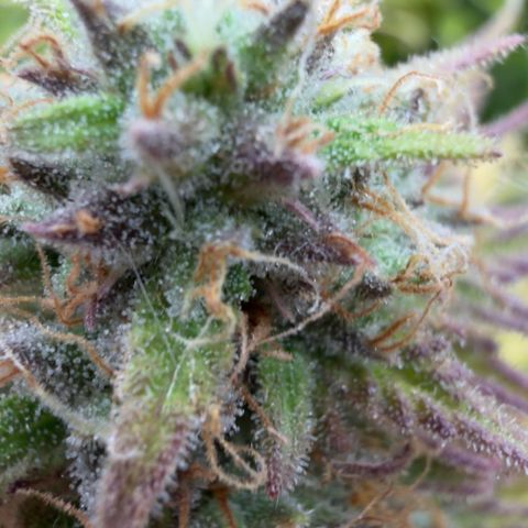 Scrogbomb #1 growlog timeline photo