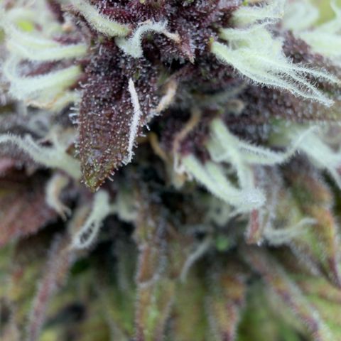 Scrogbomb #1 growlog timeline photo