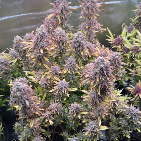Scrogbomb #1 growlog timeline photo
