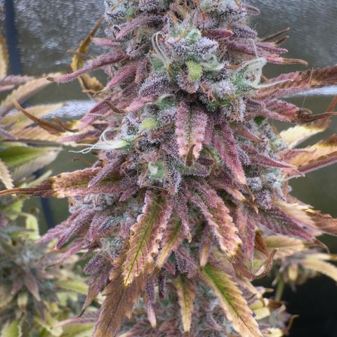 Scrogbomb #1 growlog timeline photo